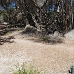 Track away from the dunes to Hobart Beach camping area (104953)