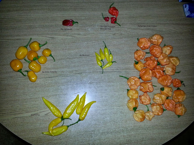 20140826_144326neu.JPG