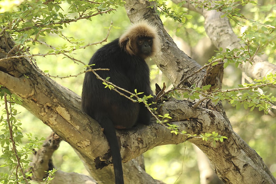 Vandalur Zoo - Langur