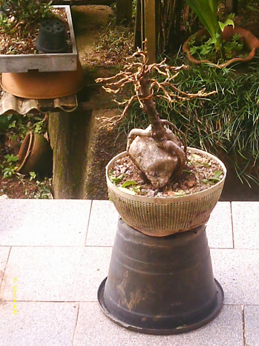 Ficus Microcarpa , Raiz sobre pedra... IMAG0103