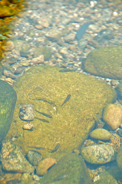 Fish in the Hatta Pools