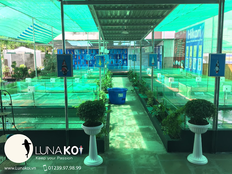 mua-bán-cá-koi - Luna Koi Farm - Showroom cá chép Koi lớn nhất Cần Thơ Mua-ban-ca-chep-nhat-koi