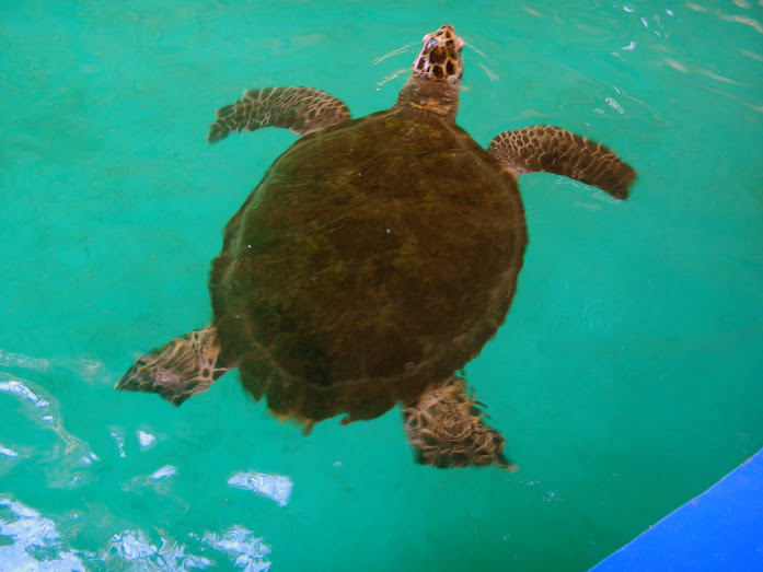 Turtle Center, Mazunte