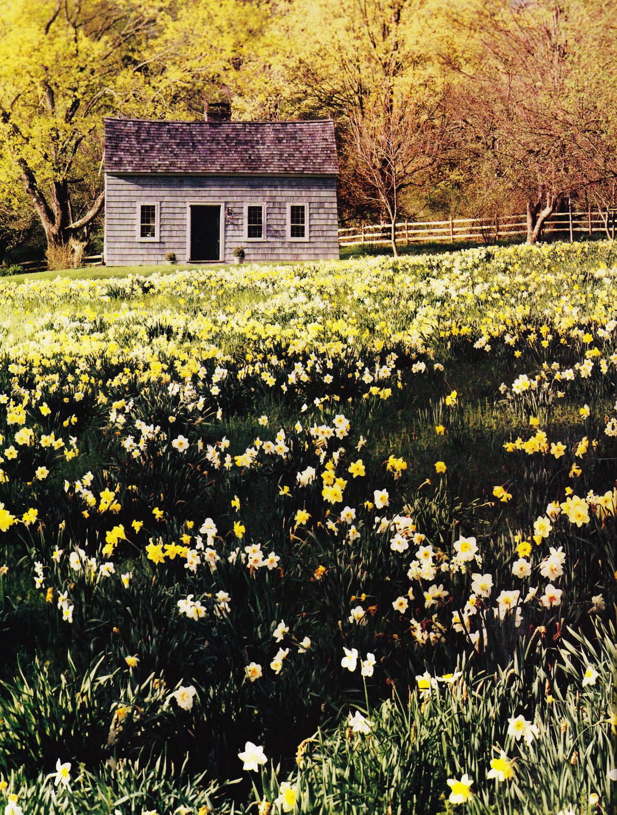 Daffodil field with images scenery the great outdoors