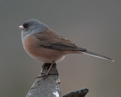 Birds of Different Feathers: Last of the New Mexico Photos