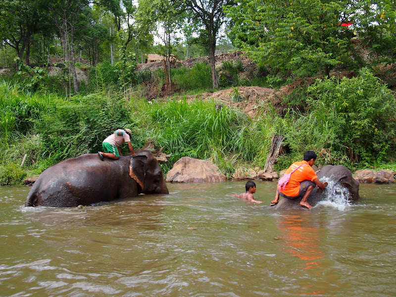 Por Tierras de Siam - Blogs de Tailandia - Chiang Mai - Tiger Kingdom / Maetaeng Elephant Park/ Wat Doi Suthep (24)