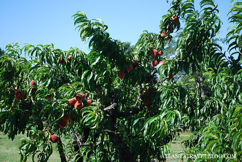 Персики Джорджии