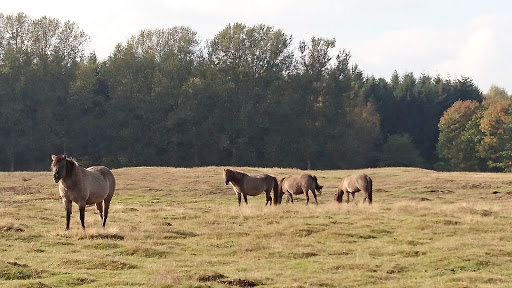 photo of Wildgehege Haselünne