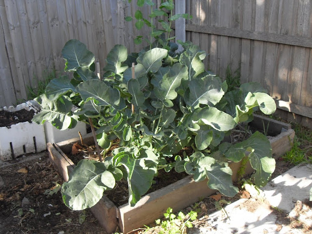 broccoli growing garden