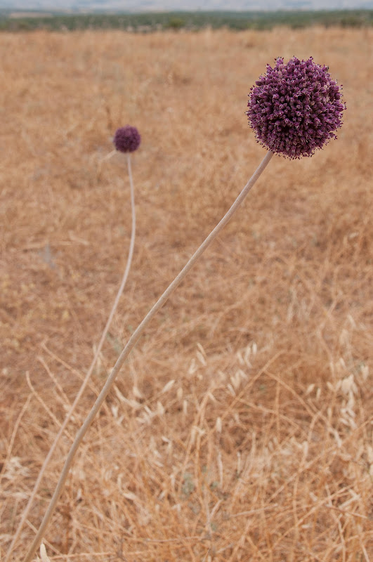 onion flower