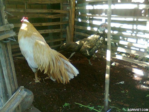Agriviet.Com-Hi%25CC%2580nh0741.jpg Agriviet.Com-Hi%25CC%2580nh0741.jpg