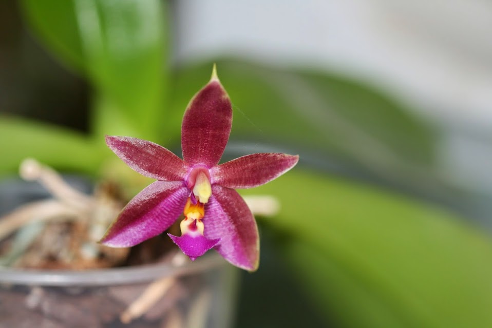 Phalaenopsis Valentinii (cornu-cervi var. thalebanii x violacea var Malaysia) IMG_2085