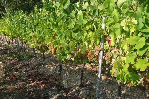 OZIL Frangins Vignerons