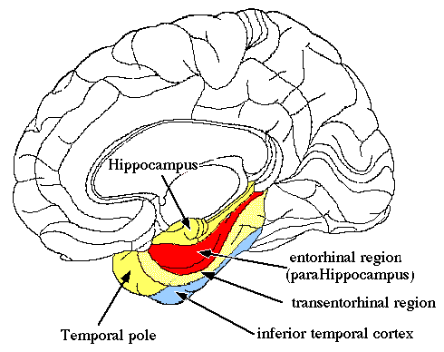 rhinal cortex