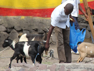 Des vendeurs de chèvres le 14/05/2012 au marché Mariano à Kinshasa. Radio Okapi/ Ph. John Bompengo