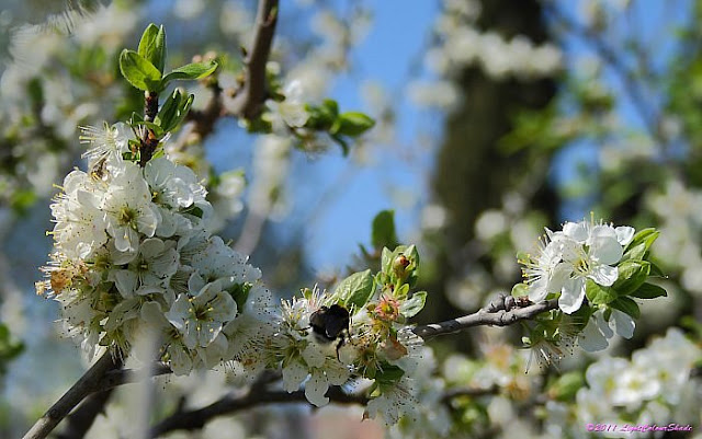 Apple tree flowers and bumblebee
