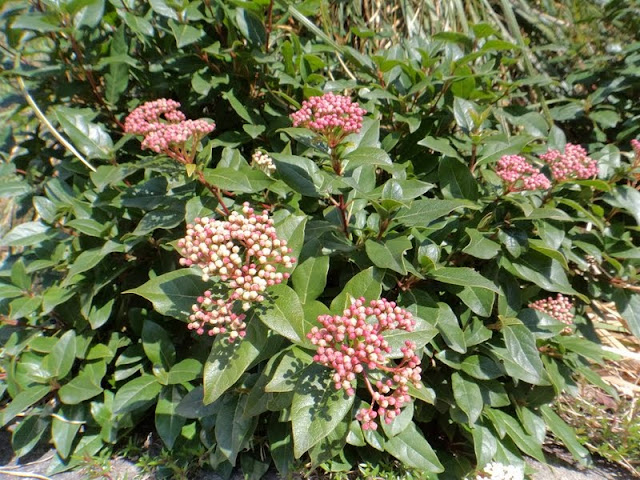 DSC00159.JPG