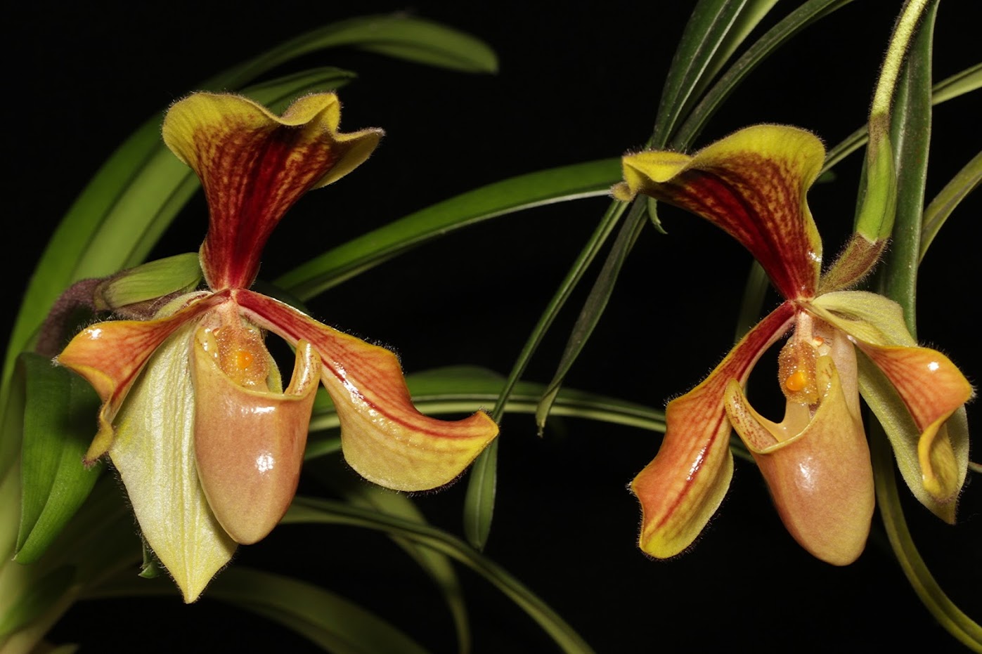 Paphiopedilum villosum var annamense IMG_5265