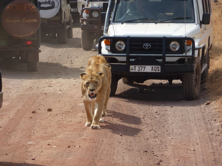 lions in the road - Serengeti