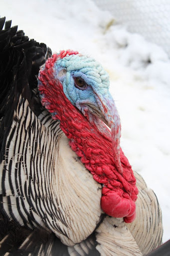 dignified portrait of a turkey