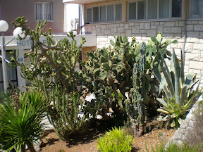Kaktusi prelijepe Komize P8080191