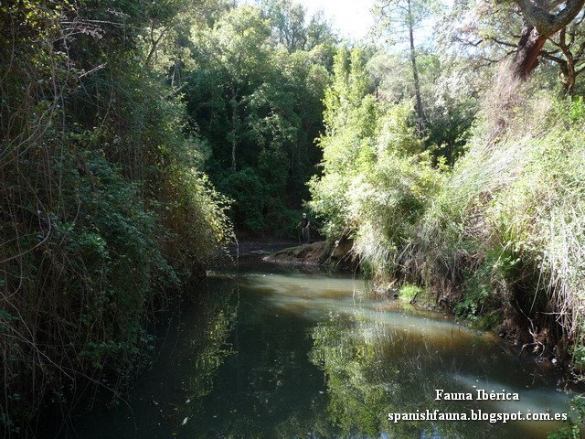 El Parque Natural de Sierra de Aracena y Picos de Aroche posee una red fluvial recogida en tres cuencas hidrográficas: la del Guadalquivir (Rivera de Huelva), del Guadiana (Caliente, Río Múrtigas, Ingenio) y del Odiel (Rivera de Linares, Rivera de Santa Ana). El Parque Natural de Sierra de Aracena y Picos de Aroche posee una red fluvial recogida en tres cuencas hidrográficas: la del Guadalquivir (Rivera de Huelva), del Guadiana (Caliente, Río Múrtigas, Ingenio) y del Odiel (Rivera de Linares, Rivera de Santa Ana).