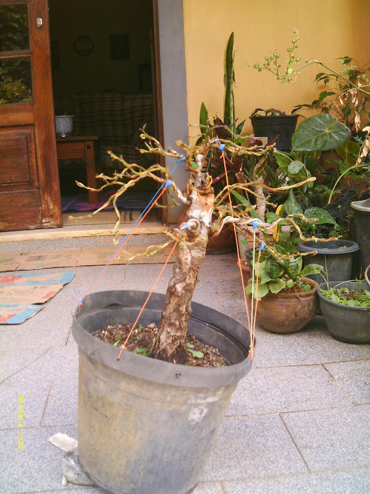 Prunus Serrulata Umê III... IMAG0069