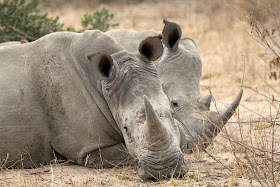 Wildlife Photos of Rhino (Mala Mala, South Africa)