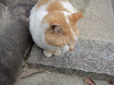Orange white fat cat
