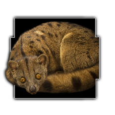 Image pertaining to ZOO TYCOONER FR