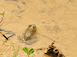 Stork's-eye view of a frog.