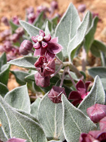 Wildflowers near Cottonwood Wash