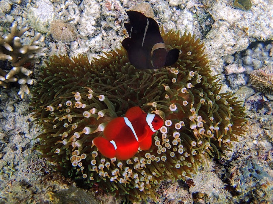 Premnas biaculeatus (Maroon Clownfish) with Entacmaea quadricolor (Bubble Anemone), Miniloc Island Resort reef, Palawan, Philippines.