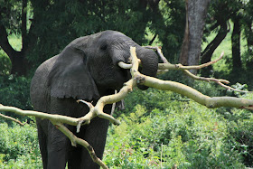 Wildlife Photos of African Elephant