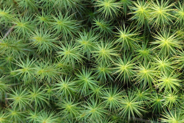 green spiky moss