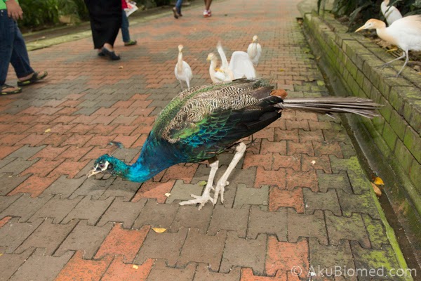 peafowl @ peacock