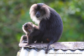 Lion Tailed Macaque - Mother and Baby