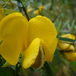 Yellow Pea (331820)