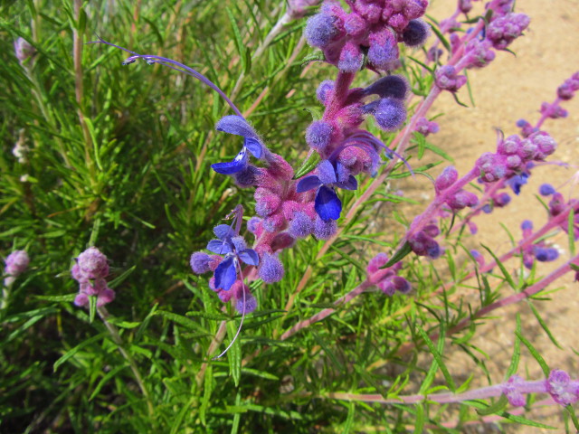 purple puff ball with alien antennas pretending to be plants