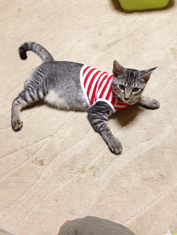 大変だ 庭の水かけホースが裂けてる Tigermizuchanのブログ Tigermizuchanのページ みんカラ 大変だ 庭の水かけホースが裂けてる Tigermizuchanのブログ Tigermizuchanのページ みんカラ