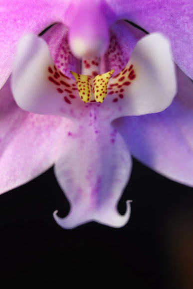 Phalaenopsis schilleriana IMG_3083