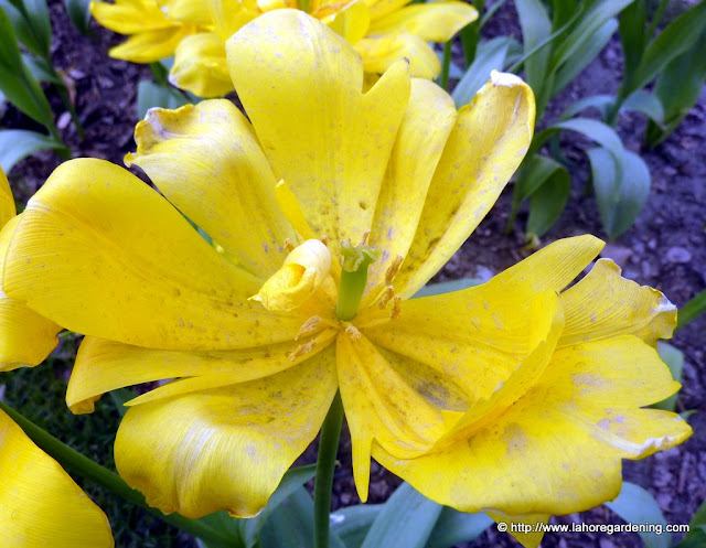 hybird tulip yellow king