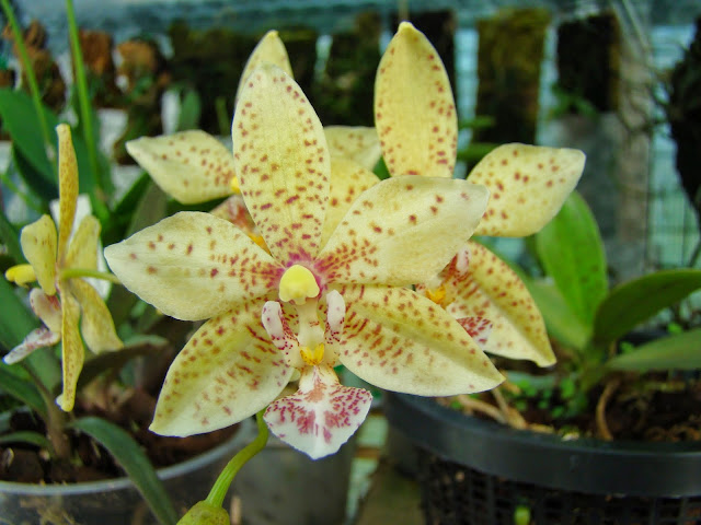 Phalaenopsis Stewed Corn (cornu-cervi x stuartiana) DSC02574