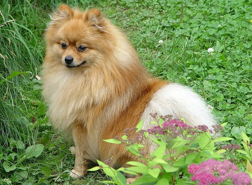 Как путешествовать с собакой в машине