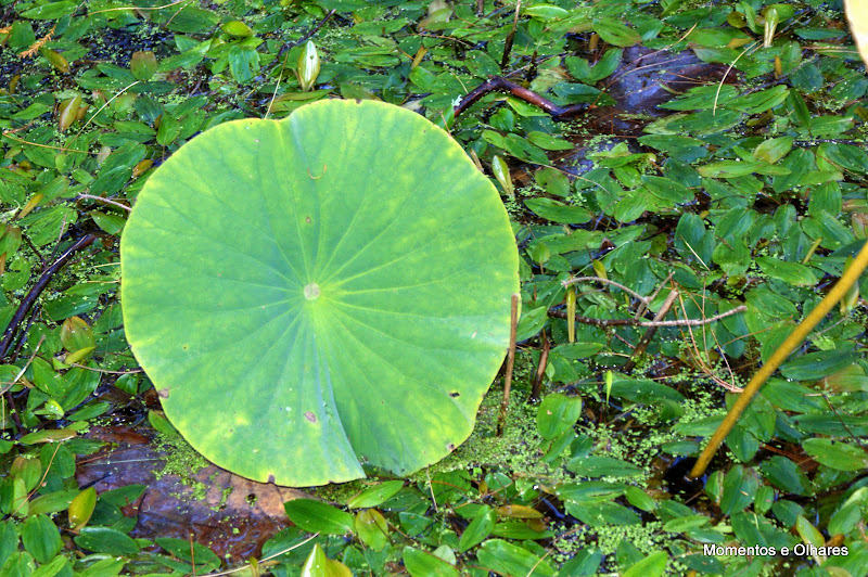 Jardim de monserrate