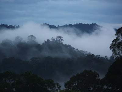 Sunrise over the rainforest in Ulu Temburong National Park in Brunei on Borneo