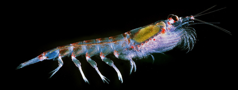 Picture of Arctic krill