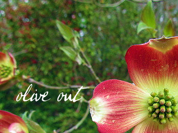 Pink+dogwood+tree+diseases
