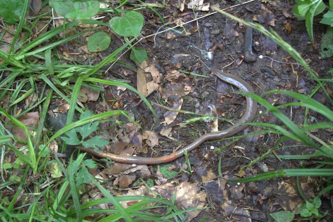 Raketenwurm