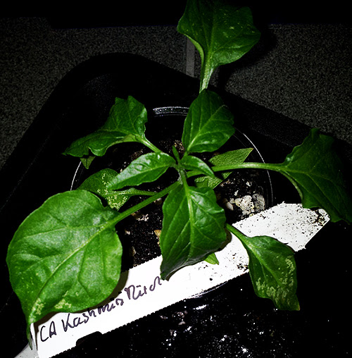 2014-02-03+20.52.19_klein.jpg